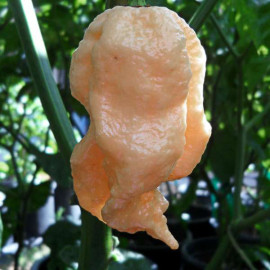 Bhut Jolokia Peach